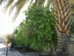فعالیتهای  درختکاری