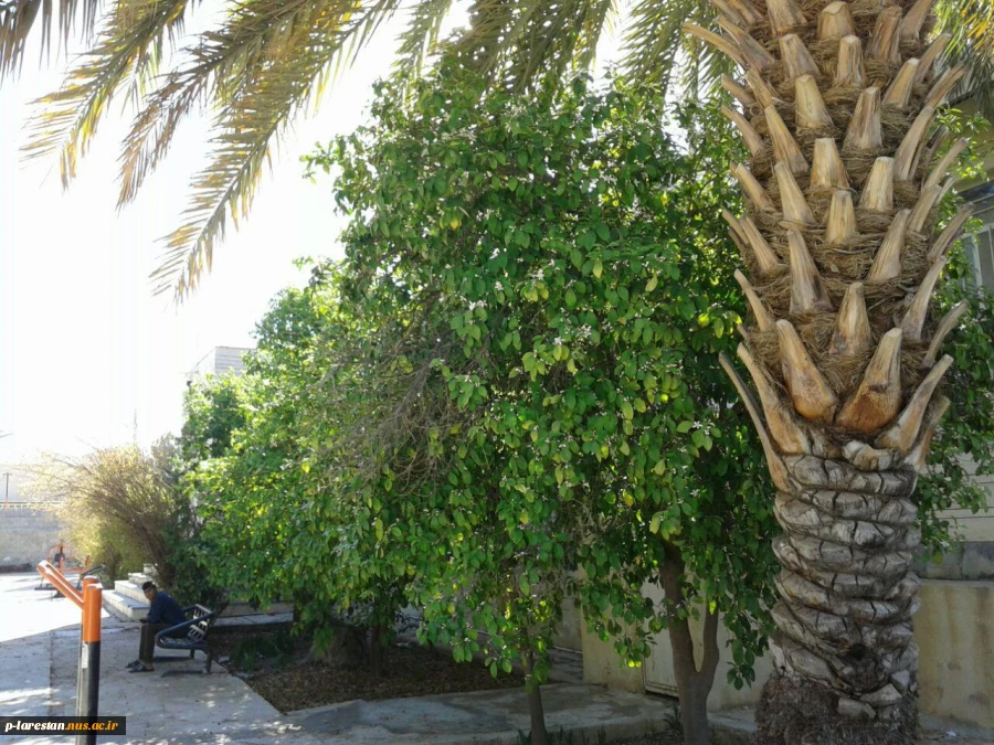 فعالیتهای  درختکاری
