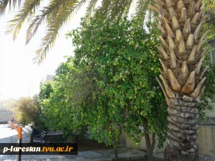 درختکاری