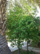 درختکاری