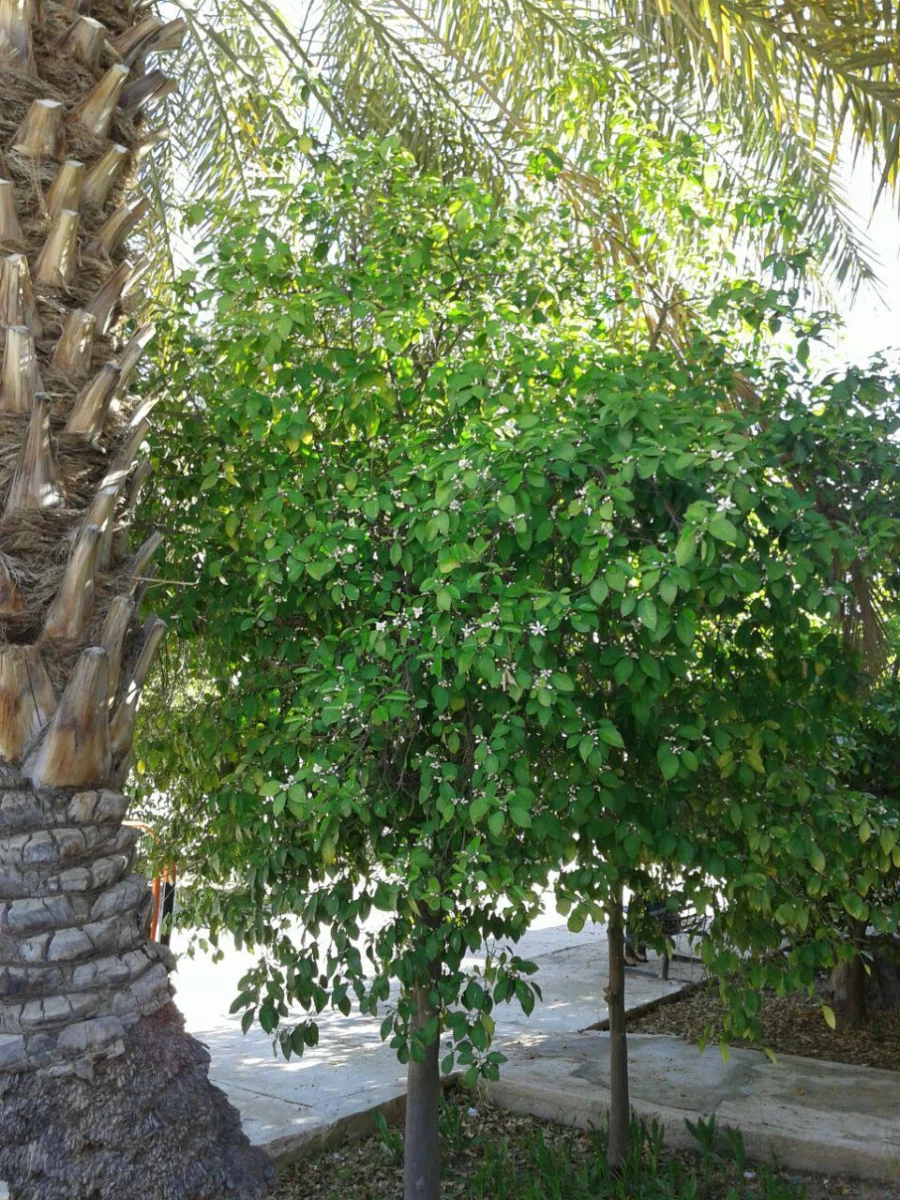 درختکاری