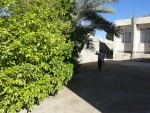 درختکاری