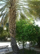 درختکاری