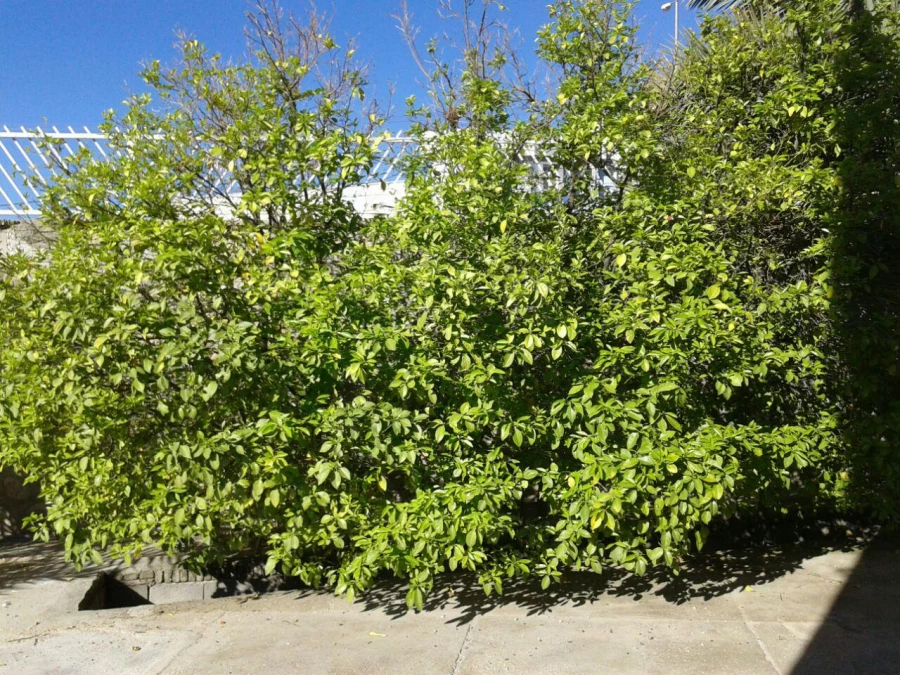 درختکاری
