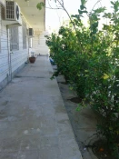 درختکاری