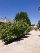 درختکاری