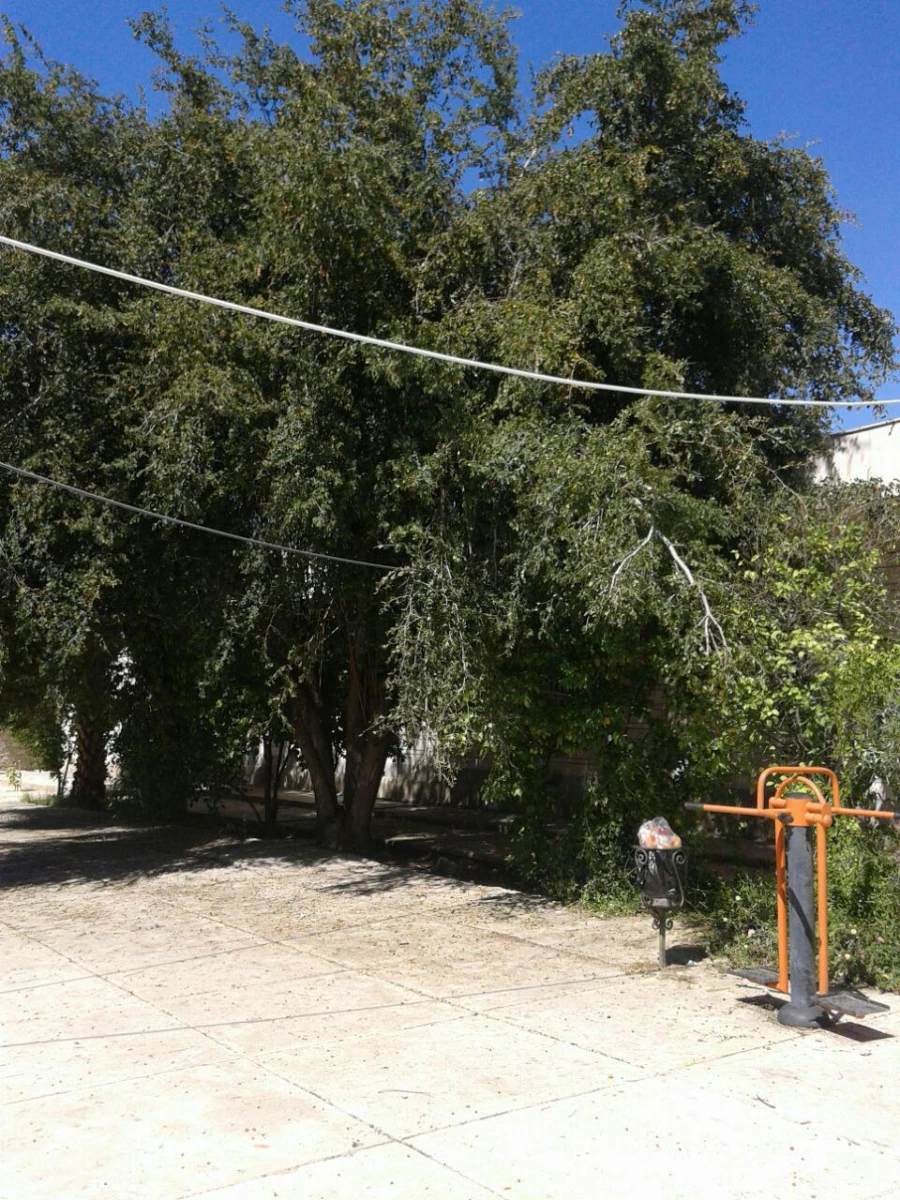 درختکاری