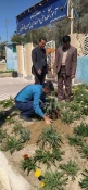 درختکاری