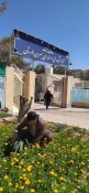 درختکاری